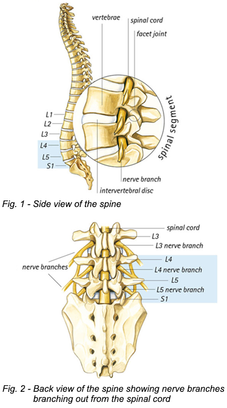 About Your Lumbar Spine